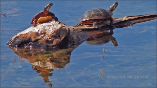 [c] rachel bellenoit turtles